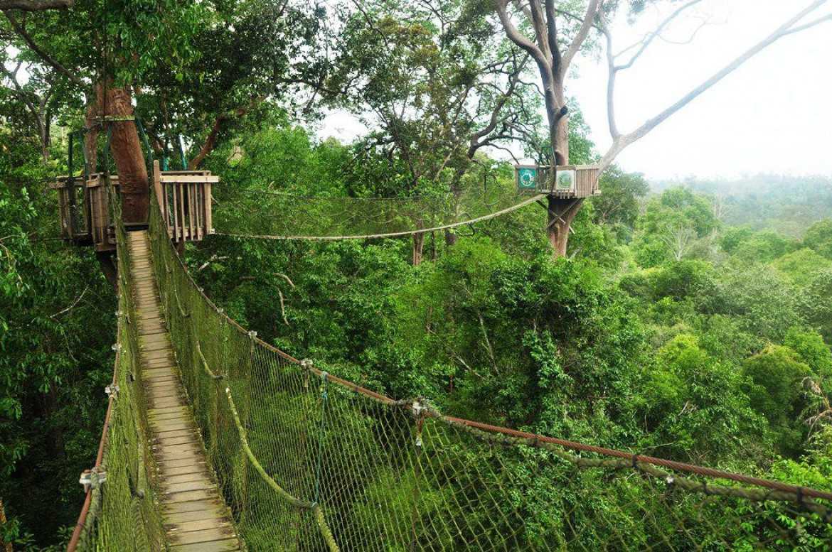 Objek wisata alam, Bukit Bangkirai, Kaltim.